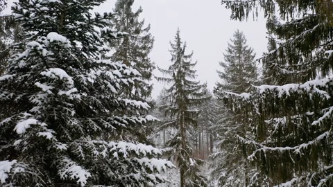 Drone flying in between fir tree in forrest while it´s snowing 2 Stock Footage 146803248
