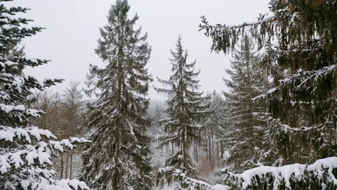 Drone flying in between fir tree in forrest while it´s snowing 3 Stock-Footage 146804493