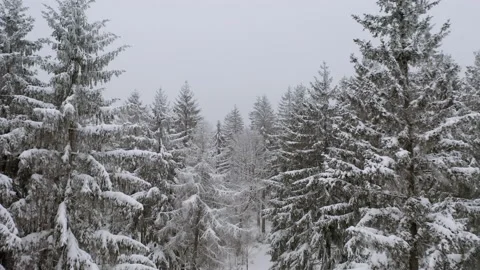 Drone flying in between fir tree in forrest while it´s snowing 7 Stock Footage 146804769