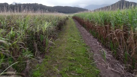 Drone Flying Between Green and Dry Wheat Fields Vídeos de archivo 327043196