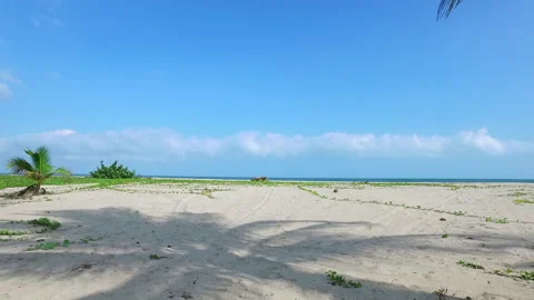 Drone flying between palms Stock-Footage 231817655