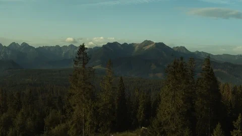 Drone flying between pine trees into a mountain valley 4k HDR H264 Stock Footage 88325018