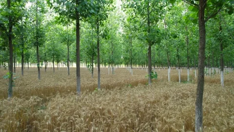 Drone flying between poplar trees at eye level rural landscape 스톡 동영상 333207728