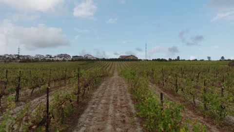 Drone flying between a row of grape fields with lush green bushes. Stock Footage 268745515