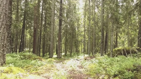 Drone flying between spruce trees inside forest with sunshine Stockbeeldmateriaal 70097001