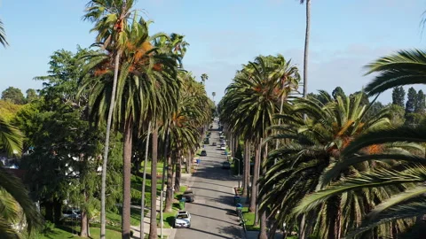 Drone flying between tall large palm trees of Los Angeles Santa Monica Cali Stock Footage 308200572