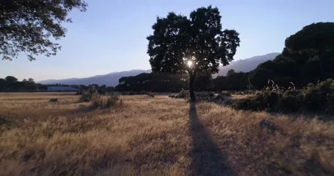 Drone flying between the trees and over a yellow field of straw in backlight Stock Footage 171475710
