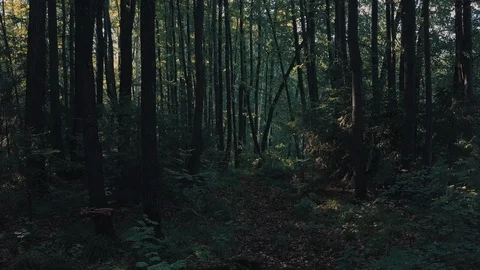 Drone flying between the trees behind another drone Stock Footage 93070344