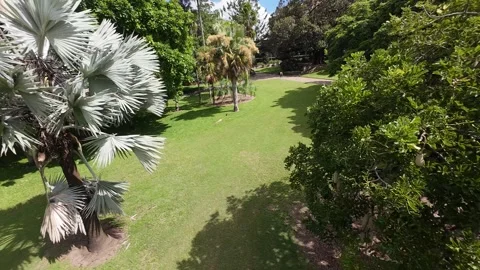 Drone flying between trees in forest, dynamic FPV aerial shot 4K Stock Footage 318515729