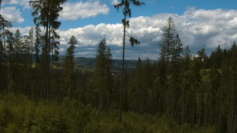 Drone flying between trees in a mountain forest 4k HDR H264 Stock Footage 88322596
