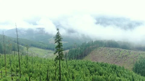 Drone flying between the trees. View of destroyed trees. Carpathian mountains Stock Footage 168520914