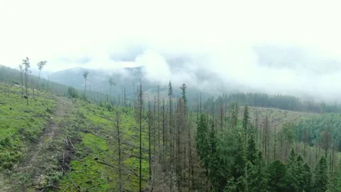 Drone flying between the trees. View of destroyed trees. Cloudy sky. Carpathi Stock Footage 168660981