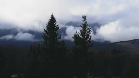 Drone flying between two pine trees Stock Footage 167667374
