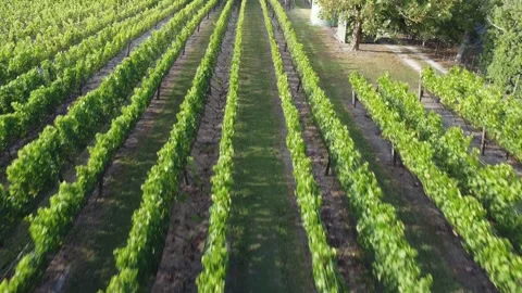 Drone Flying Between Vineyard Grape Rows and Rising to Reveal Country Road Stock Footage 317471255