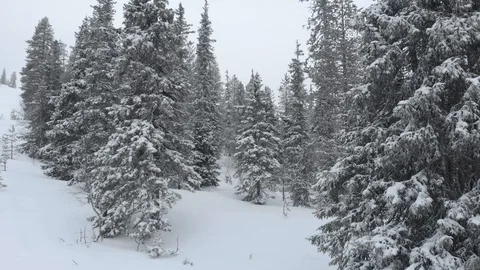 Drone flying between winter snowy trees while slowly rising. Lapland, Finland Stock Footage 104843089