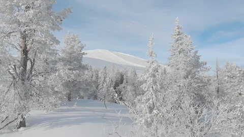 Drone flying between winter snowy trees while slowly rising. Lapland, Finland Stock Footage 104843930