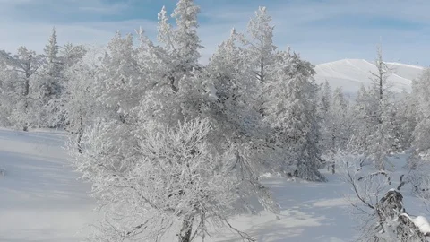 Drone flying between winter snowy trees while slowly rising. Lapland, Finland Stock Footage 104843980