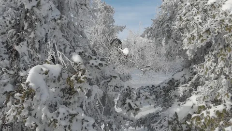 Drone flying between winter snowy trees while slowly rising. Lapland, Finland Stock Footage 104844020