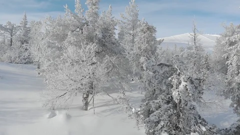 Drone flying between winter snowy trees while slowly rising. Lapland, Finland Stock Footage 104844159