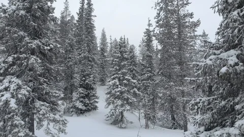 Drone flying between winter snowy trees while slowly rising. Lapland, Finland Stock Footage 104844335