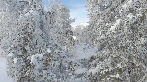 Drone flying between winter snowy trees while slowly rising. Lapland, Finland Stock Footage 104844470
