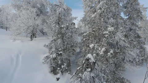 Drone flying between winter snowy trees while slowly rising. Lapland, Finland Stock Footage 104844840
