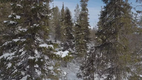 Drone flying between winter snowy trees while slowly rising. Lapland, Finland Stock Footage 104845121