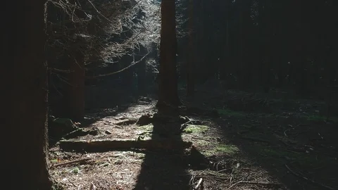 Drone flying into the black forest above the ground Stock Footage 89705488