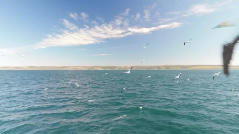 Drone Flying with Cape Gannets Along the Wild Coast Stock Footage 337051632