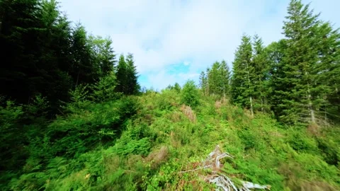 Drone Flying Up Cleared Forest Area (Color Graded) Stock Footage 246301953