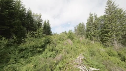 Drone Flying Up Cleared Forest Area (Desaturated) Stock Footage 246302165
