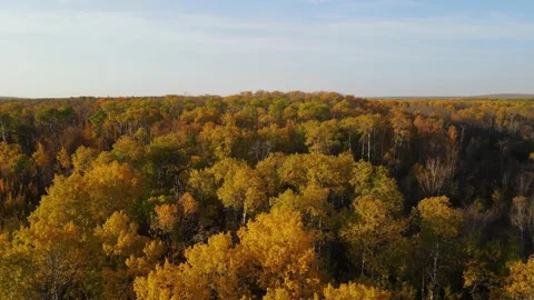 Drone flying close to autumn colored treetops under a mostly blue sky Stock Footage 220083446