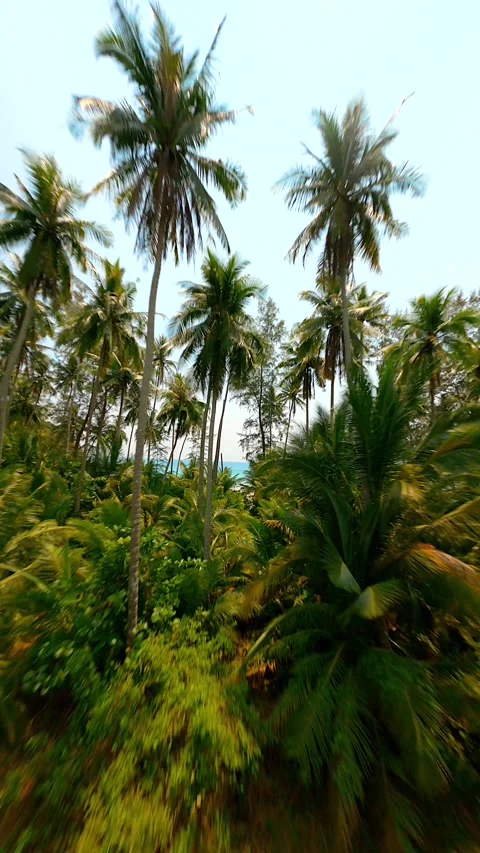 Drone flying close to towerting coconut palm trees and over white sand beach. Video stock 247508235