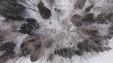 Drone flying close to the treetops and looking straight down into winter scene Stock Footage 124618909