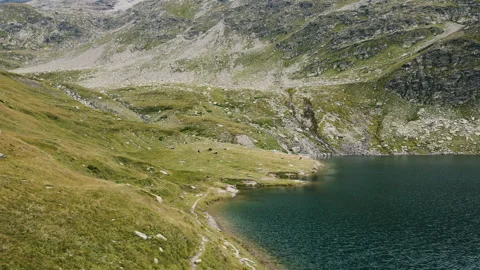 Drone flying coasting a blue alpine lake shore where cows grazing - Italian Alps Stock Footage 252192282