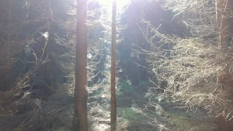 Drone flying into the deep forest passing firs and pine trees Stock Footage 89705496