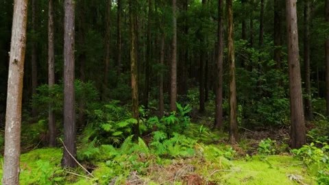 Drone Flying Into Dense Green Forest With Tall Trees And Lush Vegetation Stock Footage 336320295