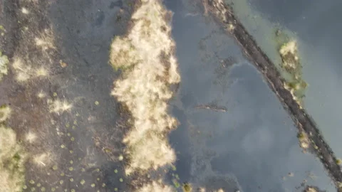 Drone Flying Directly Over Peat Bog, 4K 動画素材 219119312