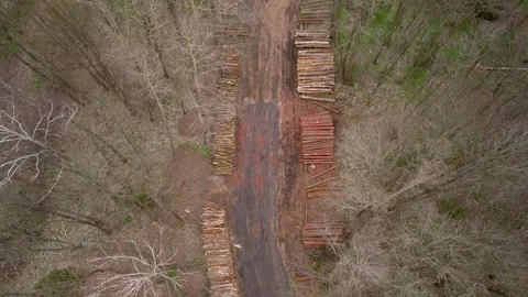 Drone flying down over a felled forest with fallen and uprooted trees for Stock Footage 238971208