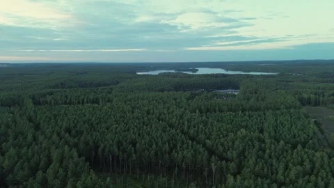 Drone flying down over pine forest and lake Stock Footage 317643471