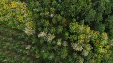 Drone flying down over summer forest while turning counter clockwise Stock Footage 269673993