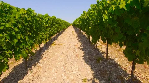 Drone flying down a row of grapevines Stock Footage 93781289