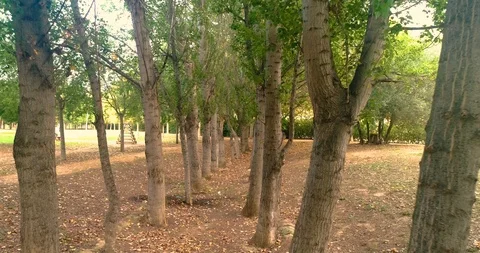 Drone flying down tree line in Mediterranean forest Stock Footage 124385876
