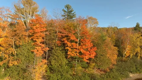 Drone flying downwards while filming colored trees growing on river side Stock Footage 119205251