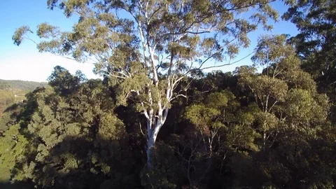 Drone flying up a eucalyptus tree 스톡 동영상 91051668