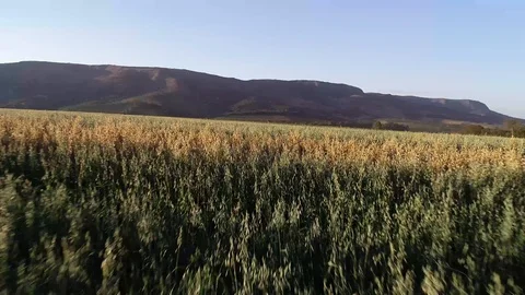 Drone flying in a farm Stock Footage 98452372