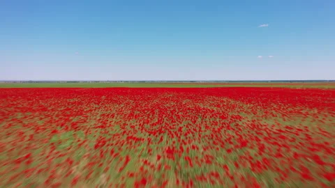 Drone flying fast above a vast red poppy field in bloom Stock Footage 324524685