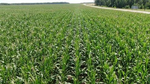 Drone flying fast backward above corn field rows Stock Footage 333279024