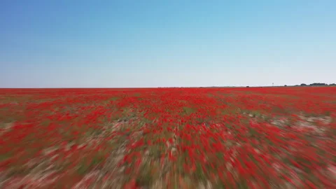 Drone flying fast over a beautiful red poppy field Stock Footage 323917652