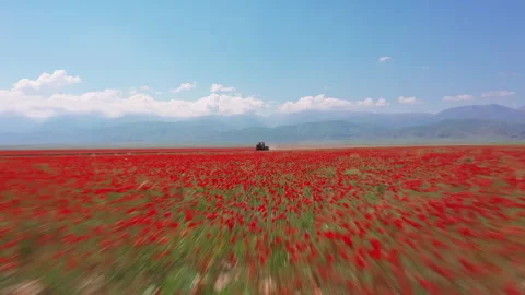 Drone flying fast over a beautiful red poppy field Stock Footage 323947896